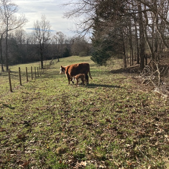 The cows - Picture 7 of 10